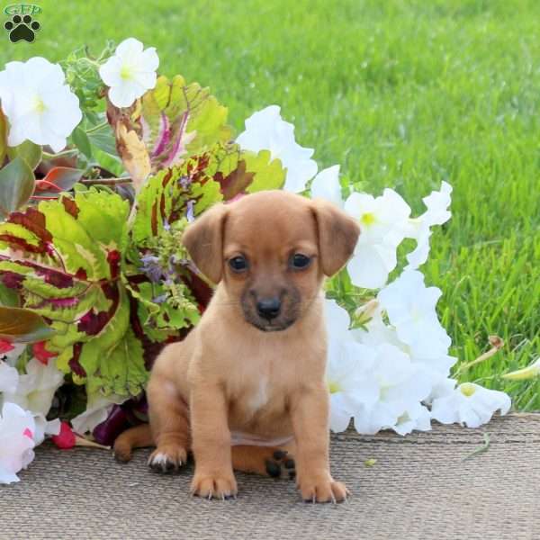 Opal, Jack-a-poo Puppy
