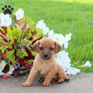 Opal, Jack-a-poo Puppy