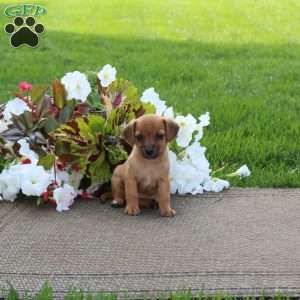 Opal, Jack-a-poo Puppy