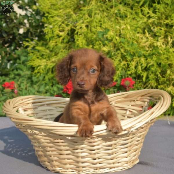 Oscar-Mini, Dachshund Puppy