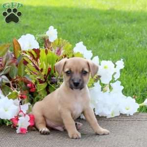 Oscar, Jack-a-poo Puppy