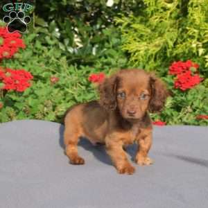 Oscar-Mini, Dachshund Puppy