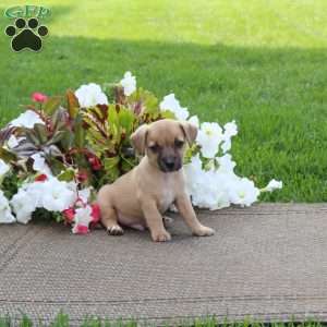 Oscar, Jack-a-poo Puppy