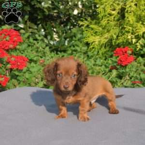 Oscar-Mini, Dachshund Puppy