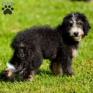 Ozzy, Mini Bernedoodle Puppy