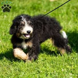 Ozzy, Mini Bernedoodle Puppy