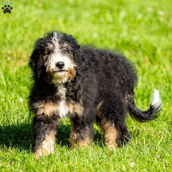 Ozzy, Mini Bernedoodle Puppy
