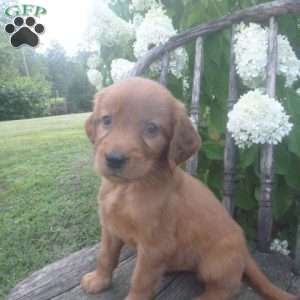 Florie, Golden Irish Puppy