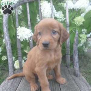 Florie, Golden Irish Puppy