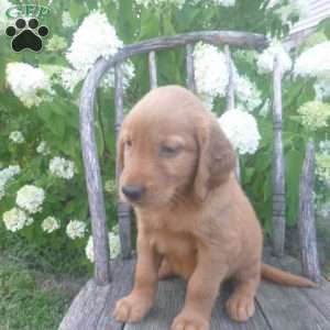 Flossie, Golden Irish Puppy