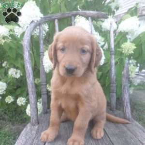 Flossie, Golden Irish Puppy