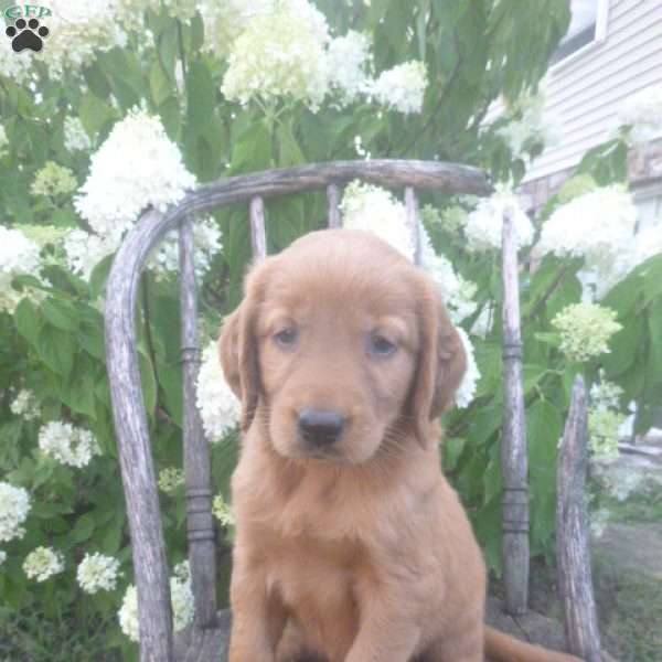 Flossie, Golden Irish Puppy