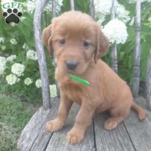 Flair, Golden Irish Puppy