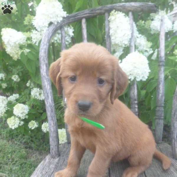 Flair, Golden Irish Puppy