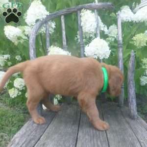 Flair, Golden Irish Puppy
