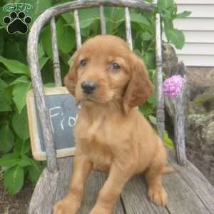 Florie, Golden Irish Puppy