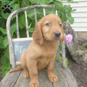 Flossie, Golden Irish Puppy