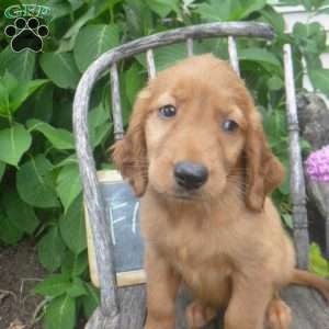 Flossie, Golden Irish Puppy
