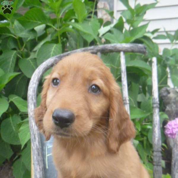 Flossie, Golden Irish Puppy