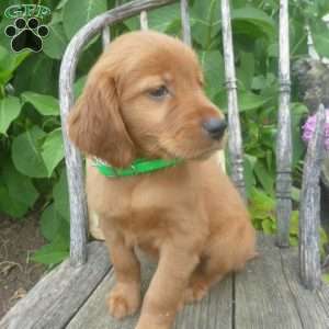 Flair, Golden Irish Puppy