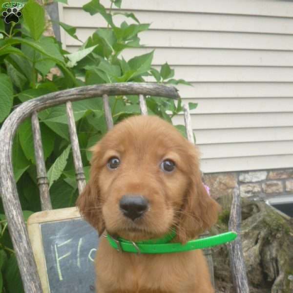 Flair, Golden Irish Puppy