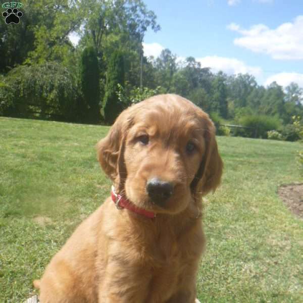 Kory, Golden Irish Puppy