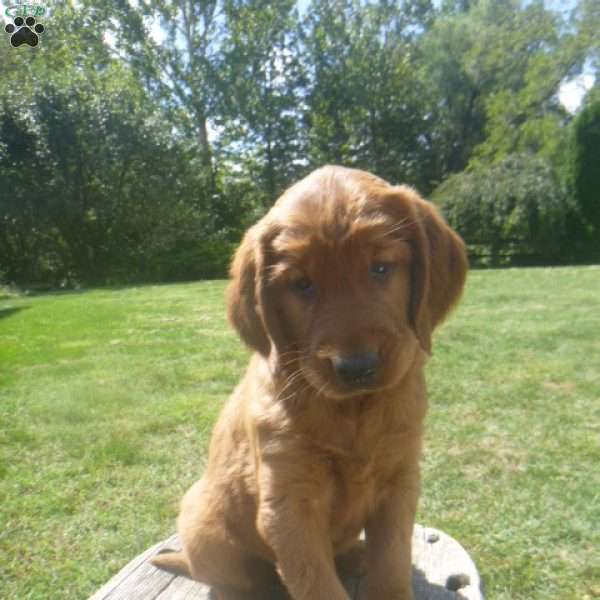 King, Golden Irish Puppy