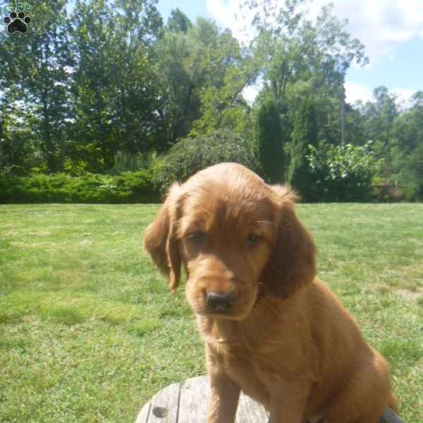 Krystal, Golden Irish Puppy