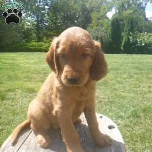 Krystal, Golden Irish Puppy
