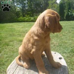 Krystal, Golden Irish Puppy
