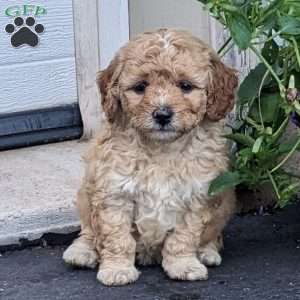 Alexa, Mini Goldendoodle Puppy