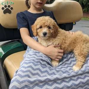Alexa, Mini Goldendoodle Puppy