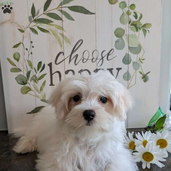 Daisy, Maltese Puppy