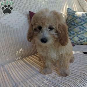 Alexa, Mini Goldendoodle Puppy