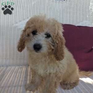 Alexa, Mini Goldendoodle Puppy