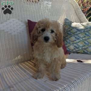 Alexa, Mini Goldendoodle Puppy