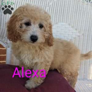 Alexa, Mini Goldendoodle Puppy