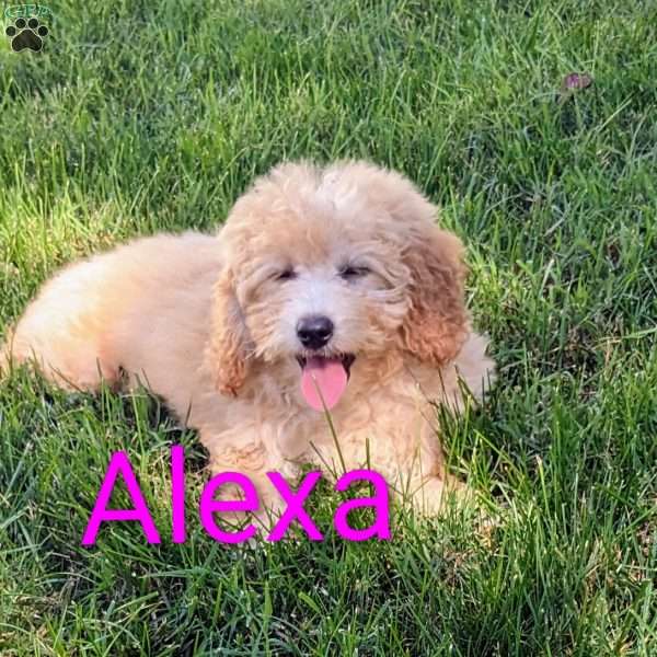 Alexa, Mini Goldendoodle Puppy