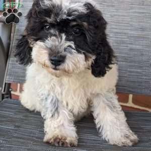 Lucy, Mini Goldendoodle Puppy