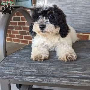 Lucy, Mini Goldendoodle Puppy