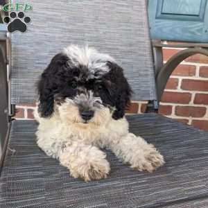 Lucy, Mini Goldendoodle Puppy