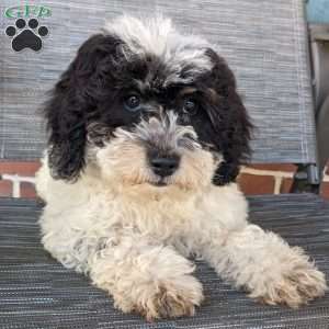 Lucy, Mini Goldendoodle Puppy