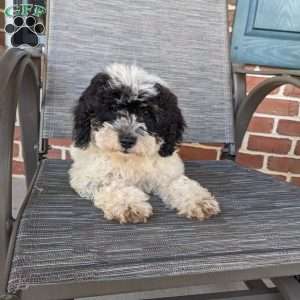 Lucy, Mini Goldendoodle Puppy
