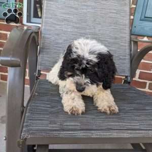 Lucy, Mini Goldendoodle Puppy