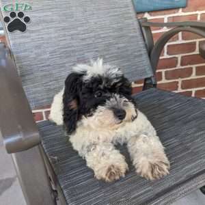 Lucy, Mini Goldendoodle Puppy