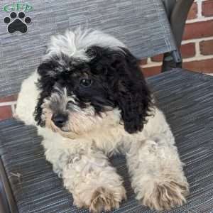 Lucy, Mini Goldendoodle Puppy