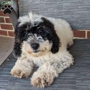 Lucy, Mini Goldendoodle Puppy