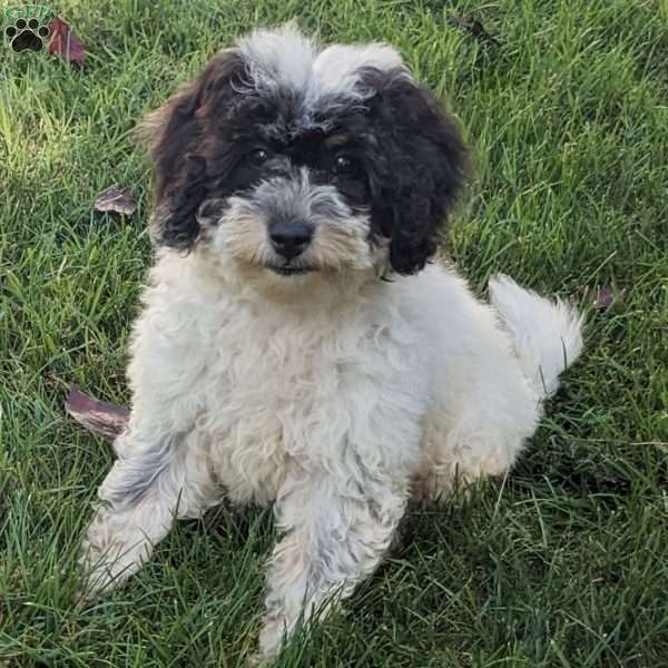 Lucy, Mini Goldendoodle Puppy