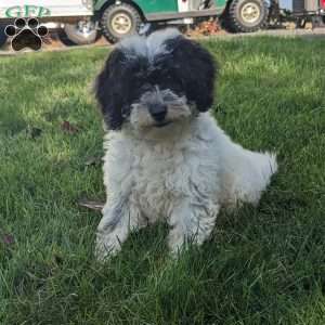 Lucy, Mini Goldendoodle Puppy