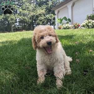 Daisy, Mini Goldendoodle Puppy